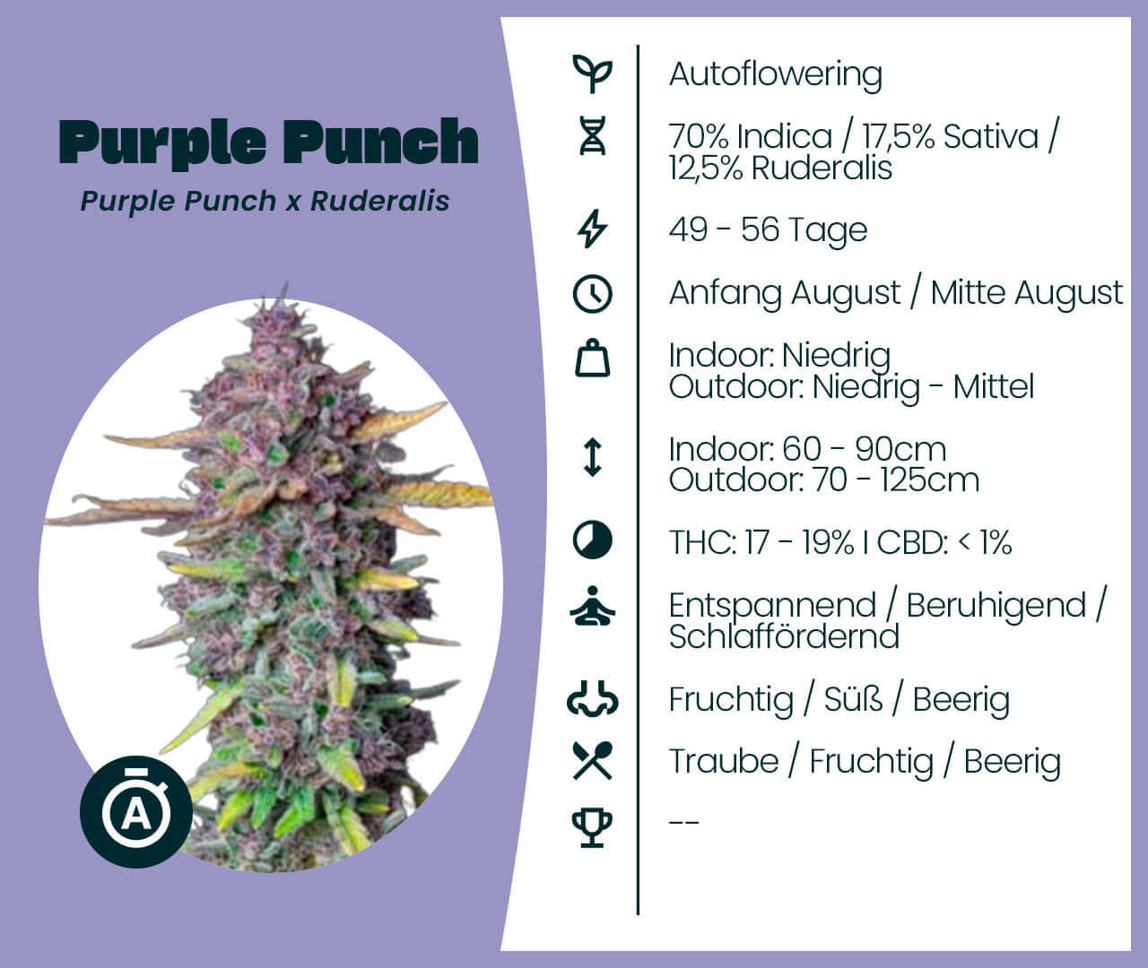 Purple Punch Automatic cannabis seeds info with Indica dominance, flowering cycle, and aroma details displayed on information card.