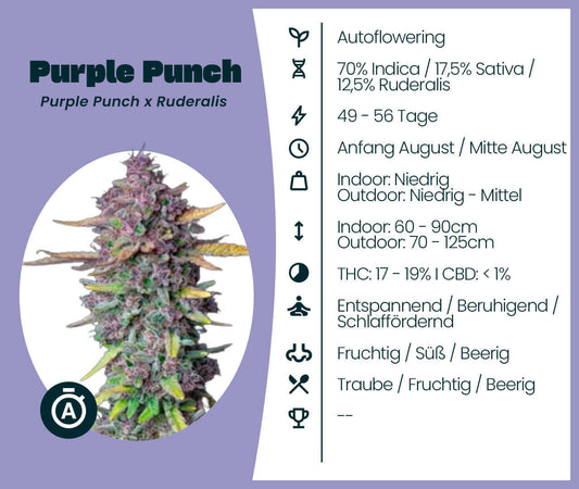 Purple Punch Automatic cannabis seeds info with Indica dominance, flowering cycle, and aroma details displayed on information card.