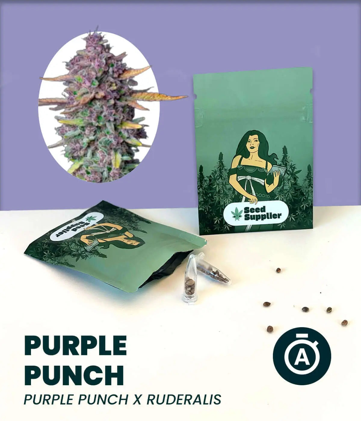 Purple Punch Automatic cannabis seeds packaging with image of dense bud, featuring Purple Punch x Ruderalis, by Seed Supplier.
