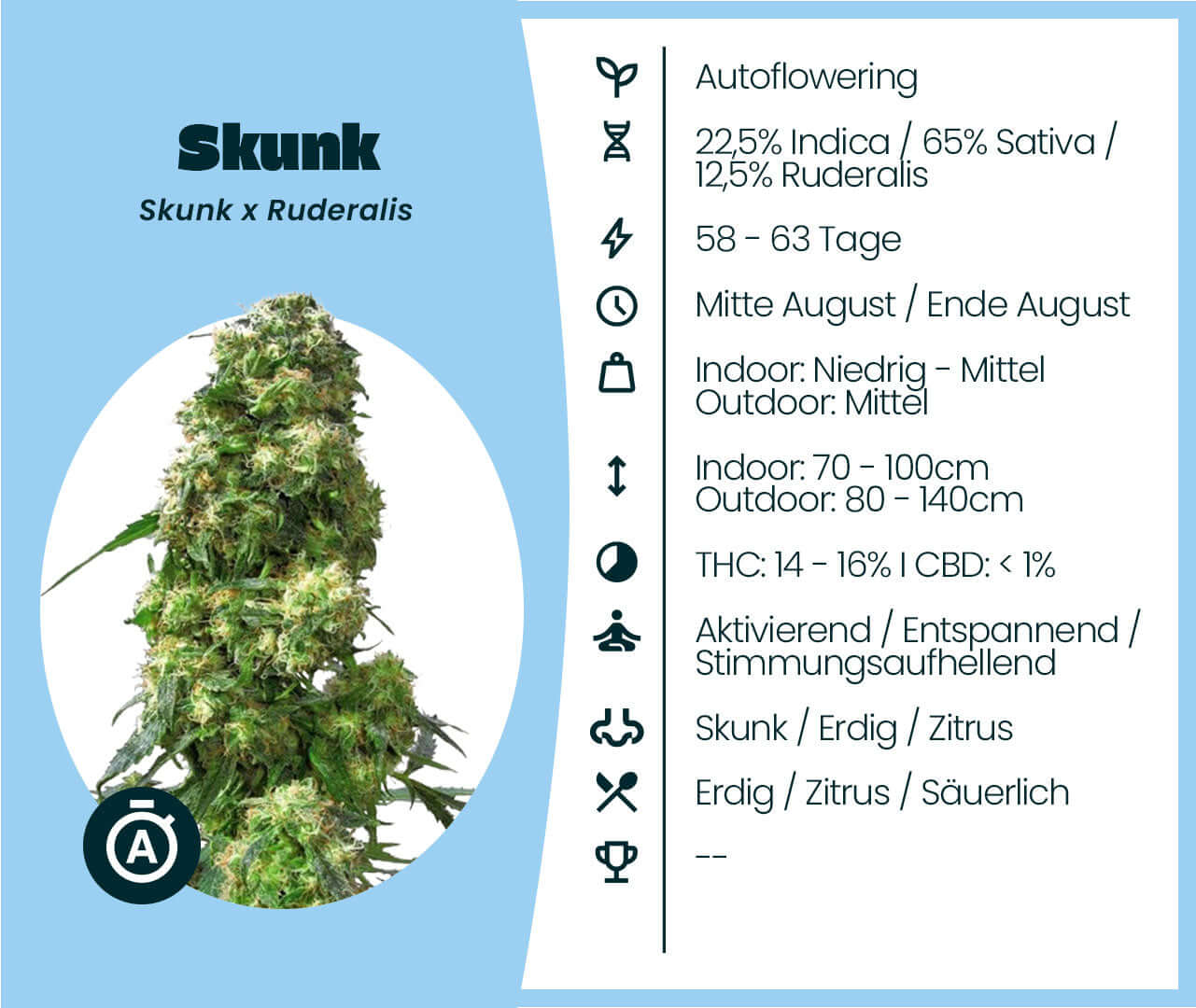 Cannabis-Samen Skunk Automatic: Autoflowering, 65% Sativa, robust growth, energizing and relaxing, flowering in 58-63 days.