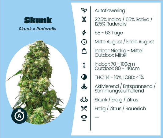 Cannabis-Samen Skunk Automatic: Autoflowering, 65% Sativa, robust growth, energizing and relaxing, flowering in 58-63 days.