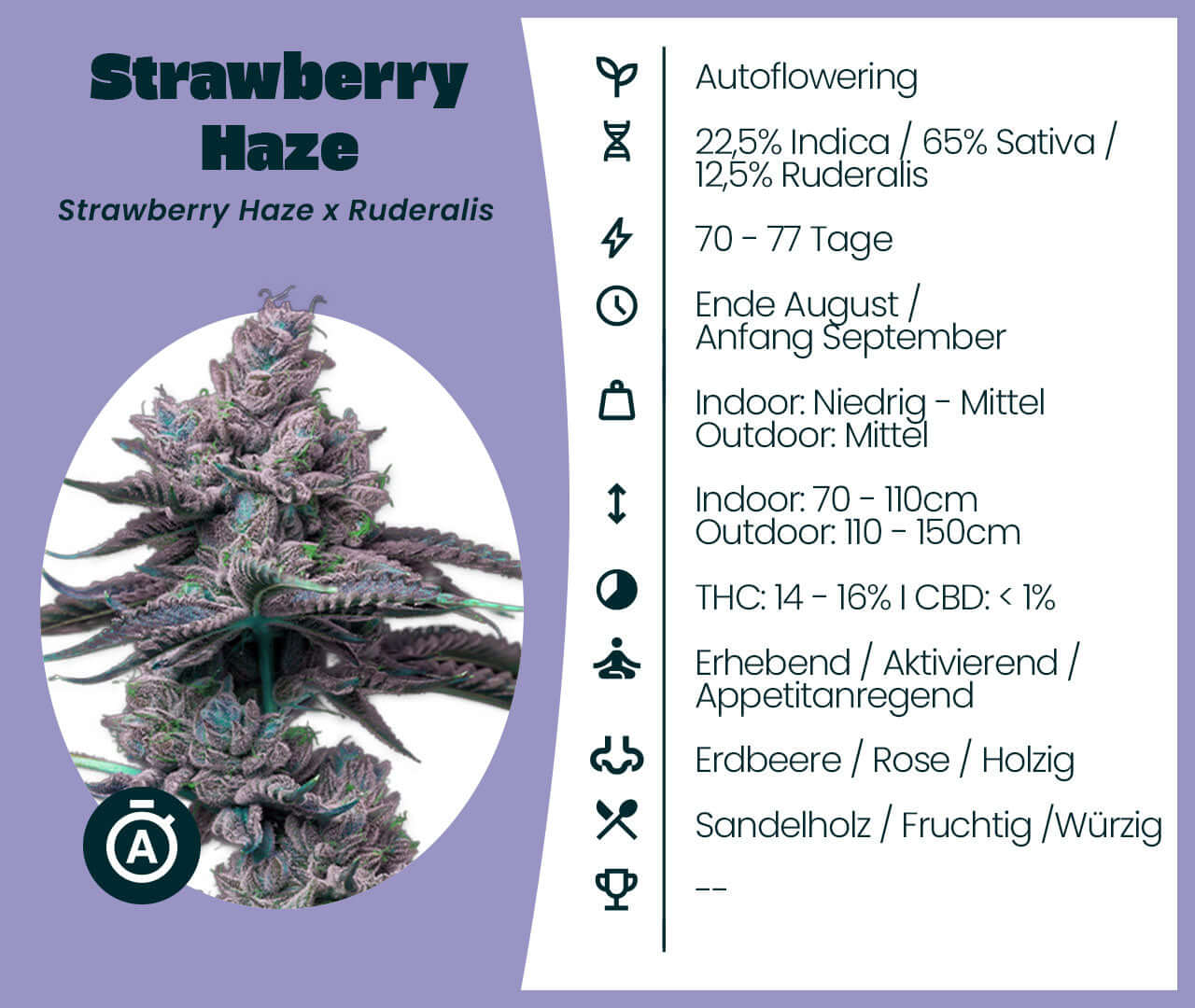 Autoflowering Strawberry Haze Automatic cannabis seeds with 22.5% Indica, 65% Sativa; flowering time 70-77 days; fruity aroma.