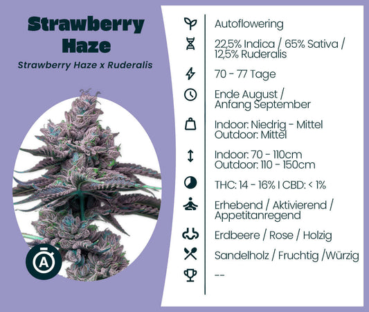 Autoflowering Strawberry Haze Automatic cannabis seeds with 22.5% Indica, 65% Sativa; flowering time 70-77 days; fruity aroma.