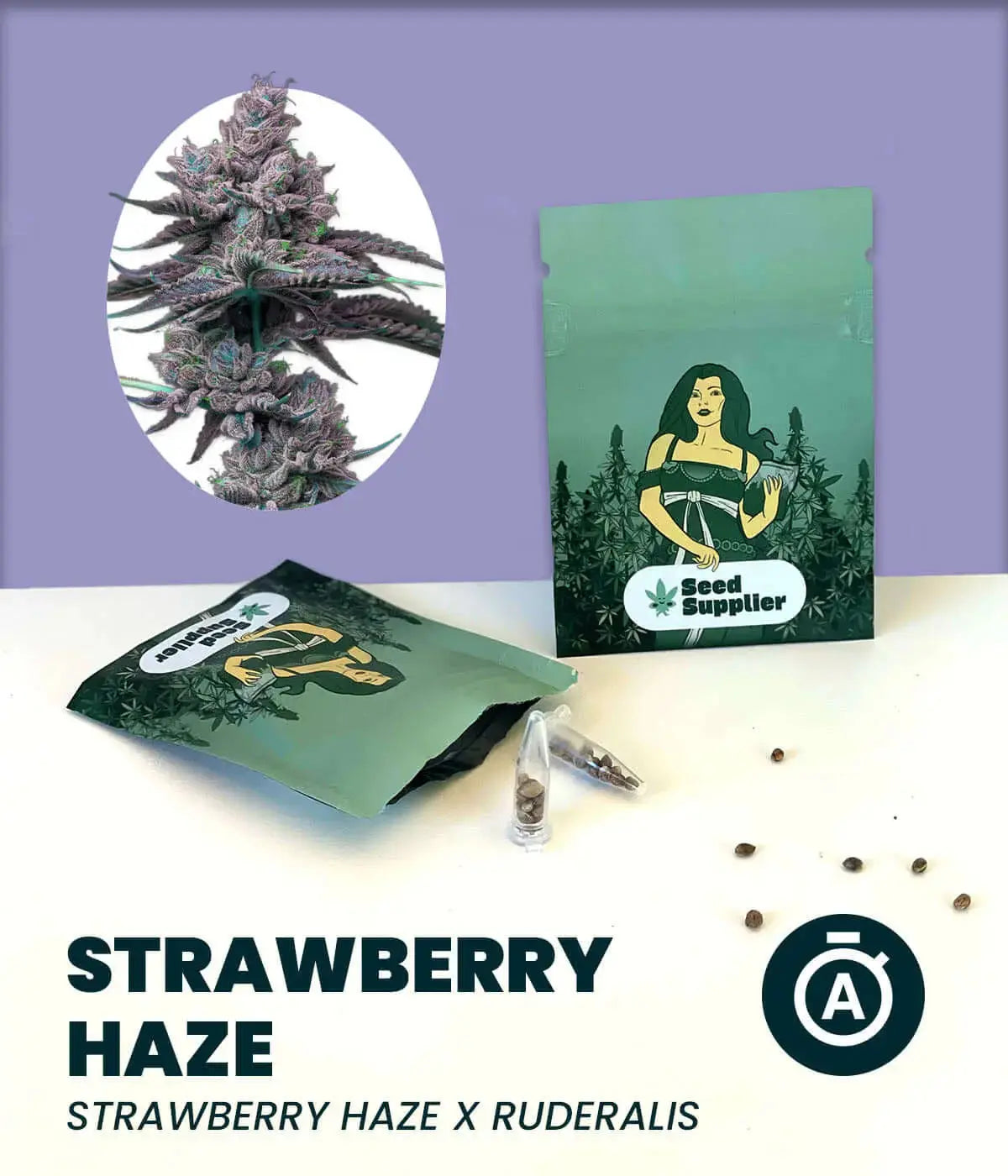 Strawberry Haze Automatic cannabis seeds with packaging and plant illustration on display.