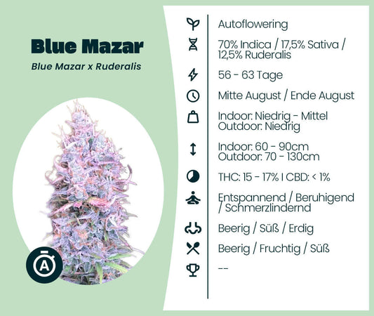 Alt Tag: Blue Mazar Automatic cannabis seed infographic with strain details and plant image.