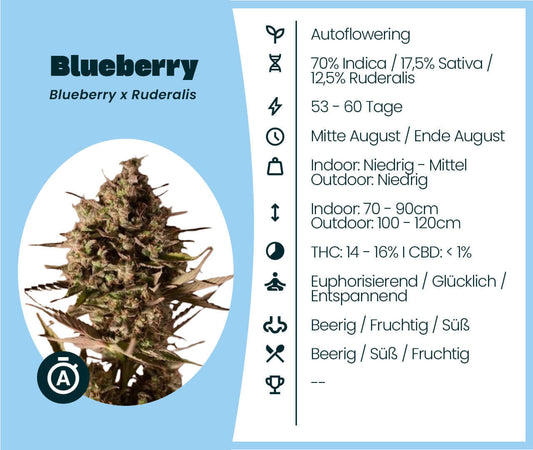 Blueberry Automatic cannabis seeds info: 70% Indica, autoflowering, THC 14-16%, euphoric and fruity characteristics.