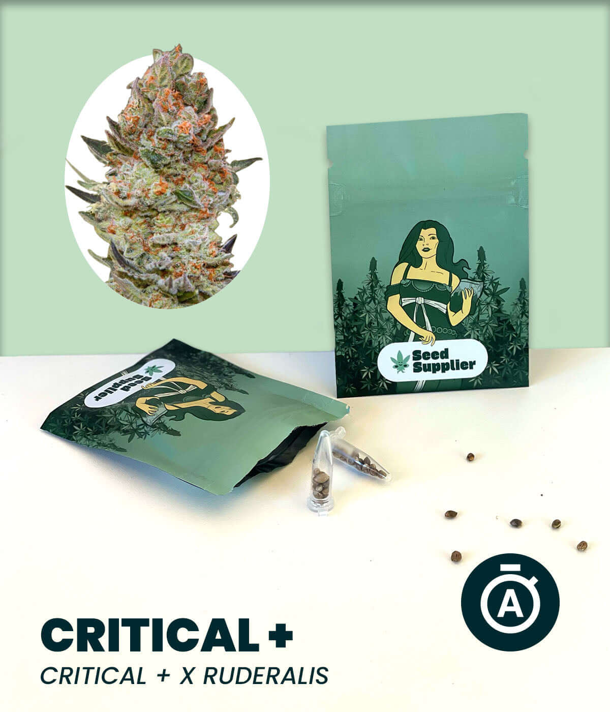 Critical + Automatic cannabis seeds packaging with dense, resinous buds and autoflowering variety features.