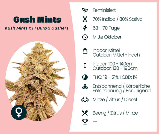 Gush Mints Cannabis-Samen mit 70% Indica, feminisiert, 19-21% THC, entspannende Wirkung, indoor-outdoor Anbau, Minze-Diesel Duft.