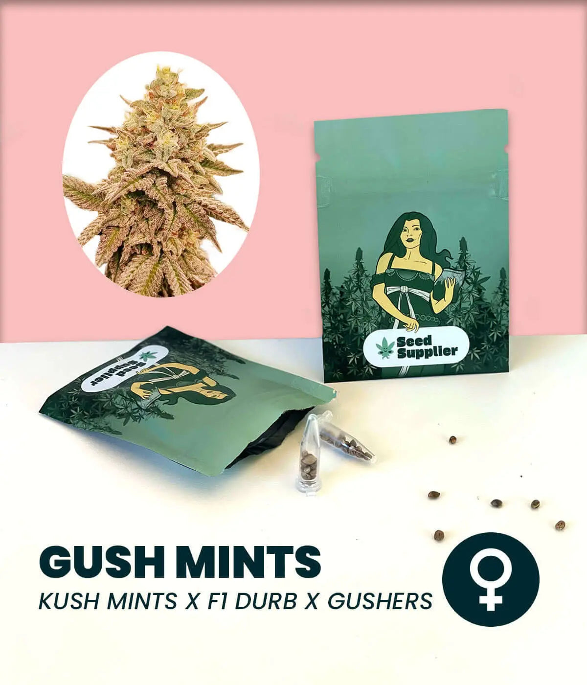 Gush Mints Cannabissamen von Seed Supplier mit Blütenfoto, Samentüten und einzelnen Samen auf rosa Hintergrund