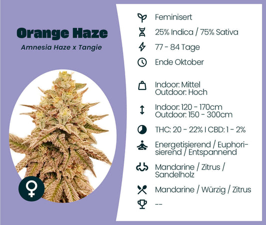 Orange Haze Cannabis-Samen, eine Kreuzung aus Amnesia Haze und Tangie, 25% Indica/75% Sativa, 20-22% THC, blüht Ende Oktober.