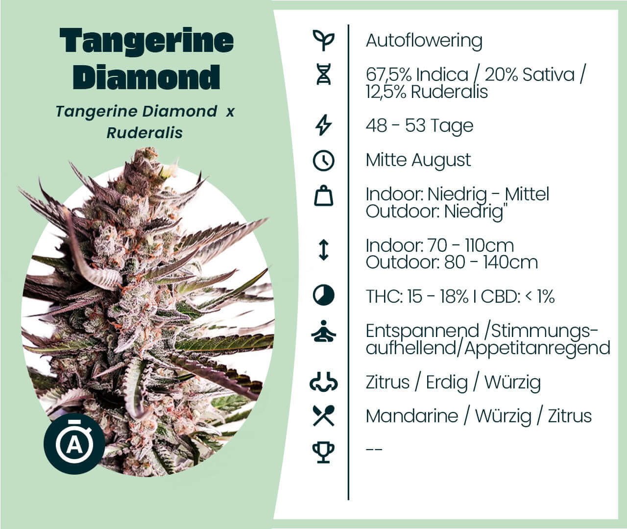 Tangerine Diamond Automatic Cannabis-Samen with autoflowering properties, 67.5% Indica, mood-enhancing effects, THC 15-18%.