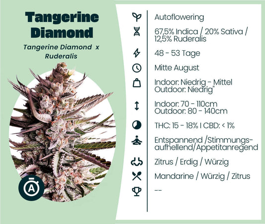 Tangerine Diamond Automatic Cannabis-Samen with autoflowering properties, 67.5% Indica, mood-enhancing effects, THC 15-18%.