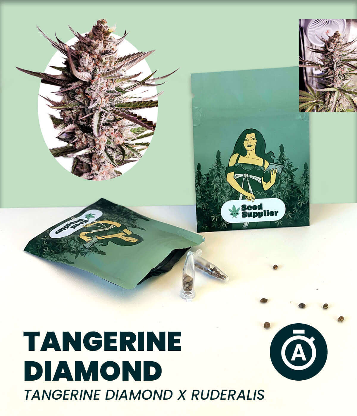 Tangerine Diamond Automatic cannabis seeds and packaging with a close-up of the plant. Indica, Sativa, and Ruderalis mix.
