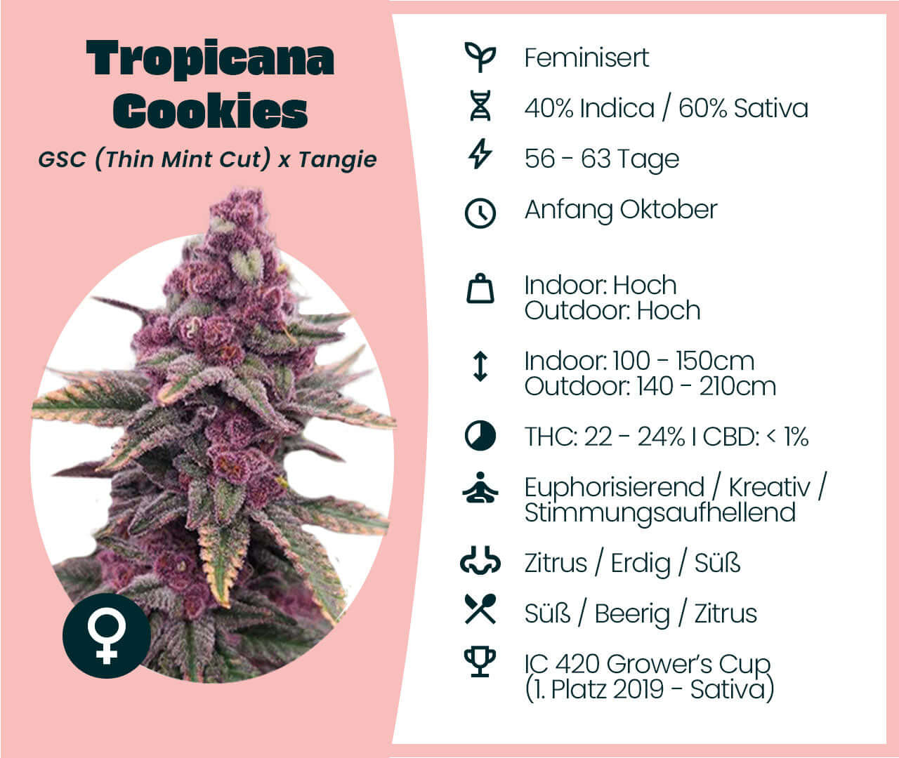 Tropicana Cookies cannabis strain details: 60% Sativa, 40% Indica, THC 22-24%, high yield, ideal for growers.