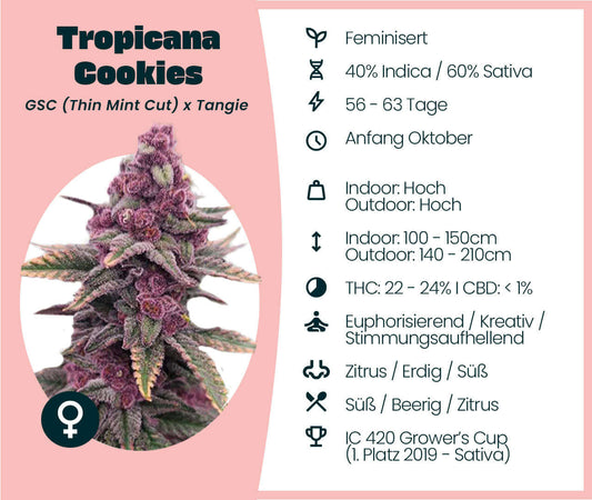 Tropicana Cookies cannabis strain details: 60% Sativa, 40% Indica, THC 22-24%, high yield, ideal for growers.