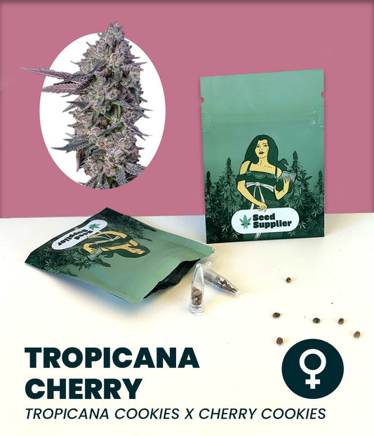 Tropicana Cherry Cannabissamen mit Blüte, Samenpackung und einzelnen Samen vom Seed Supplier