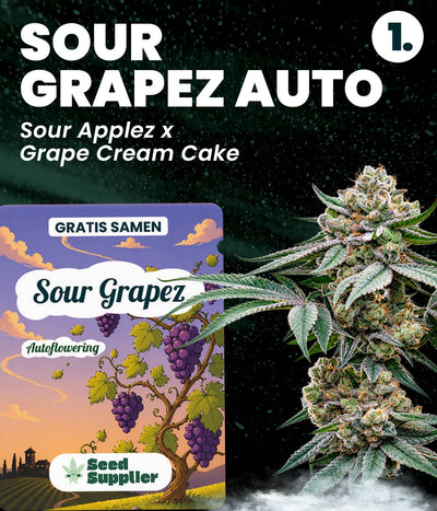 Gratis Cannabis Samen Sour Grapez Auto: Verpackung und Cannabisblüte, Kreuzung Sour Applez x Grape Cream Cake