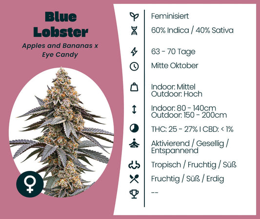 Blue Lobster Infokarte mit Blüte, Genetik, Blütezeit, Wuchshöhe, THC-Gehalt und Geschmacksprofil