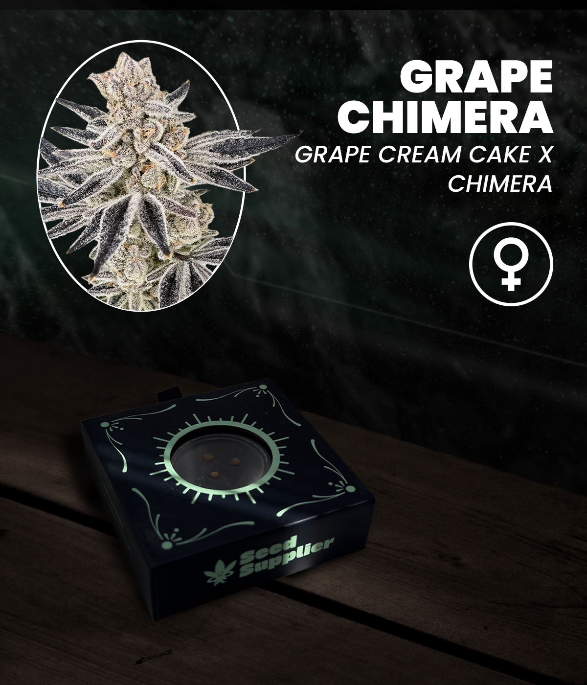 Grape Chimera feminisierte Cannabis Samen in der Seed Supplier Anzuchtbox mit Blütenfoto