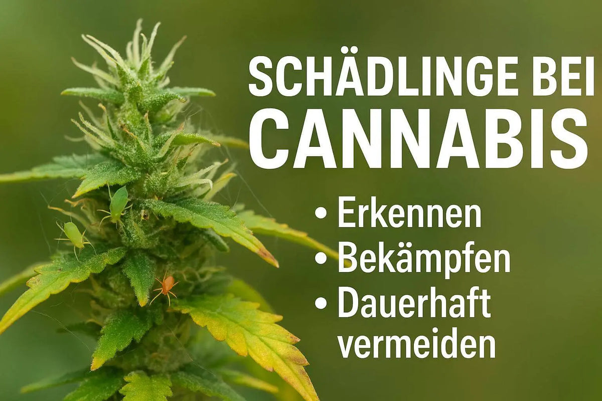 Schädlinge bei Cannabis erkennen & bekämpfen – Praxisratgeber