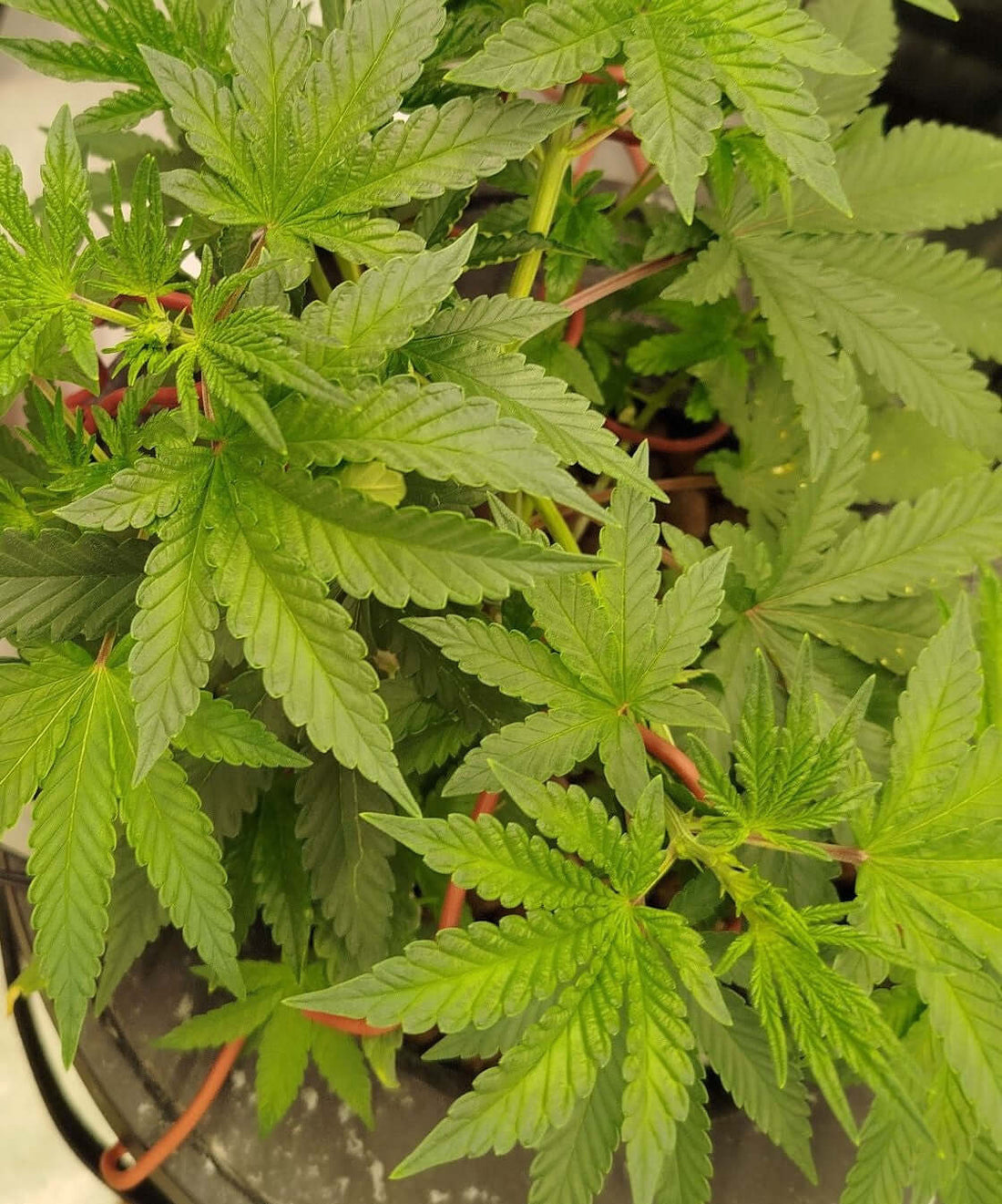 Cannabispflanze im Growzelt, eigener Grow von Seed Supplier