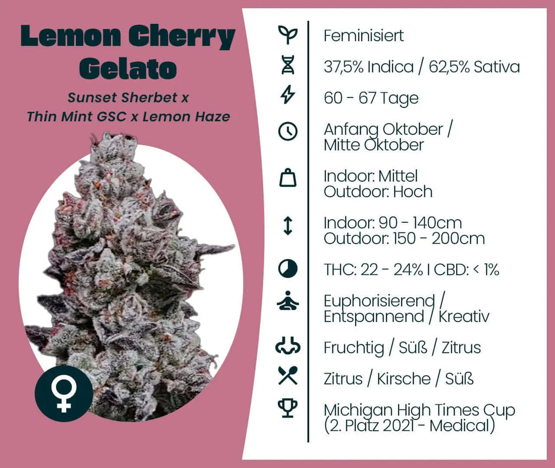 Lemon Cherry Gelato Cannabissamen feminisiert Strainkarte