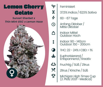 Lemon Cherry Gelato Cannabissamen feminisiert Strainkarte
