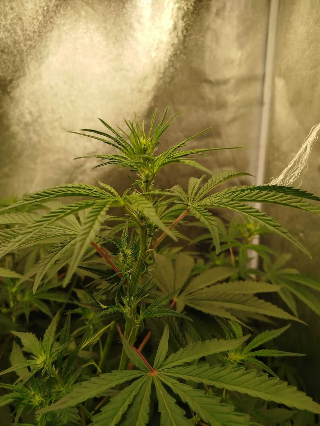 Junge Cannabispflanze im Growzelt, eigener Grow von Seed Supplier