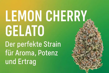 Seed Supplier Grow Academy