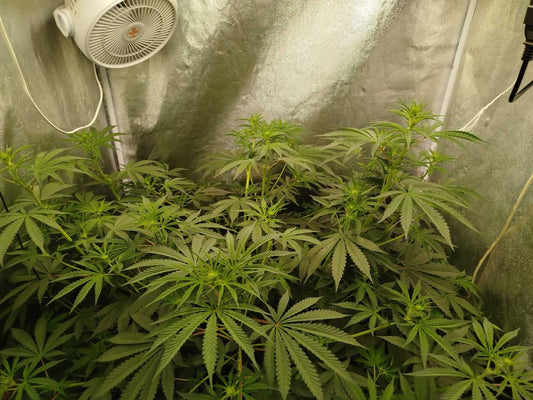 Cannabispflanzen im Growzelt in der Wachstumsphase, eigener Grow von Seed Supplier