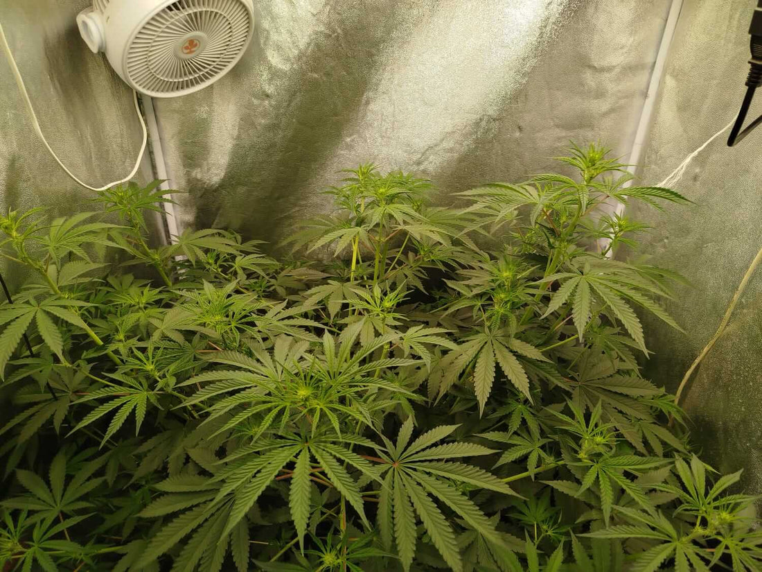 Gesunde Cannabispflanzen in der Wachstumsphase im Growzelt, nach Düngeschema versorgt