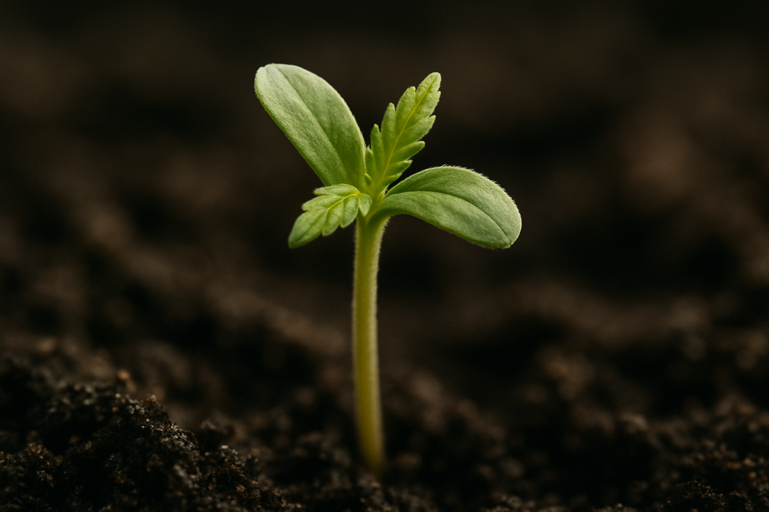 Makroaufnahme eines einzelnen Cannabis-Sämlings, der aus dunkler Erde sprießt, passend zum Thema Cannabis Anbau Set.