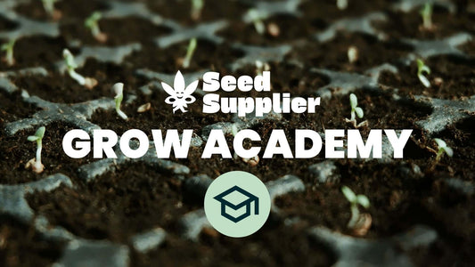Grow Academy Bild, wo man einen Hut sieht.