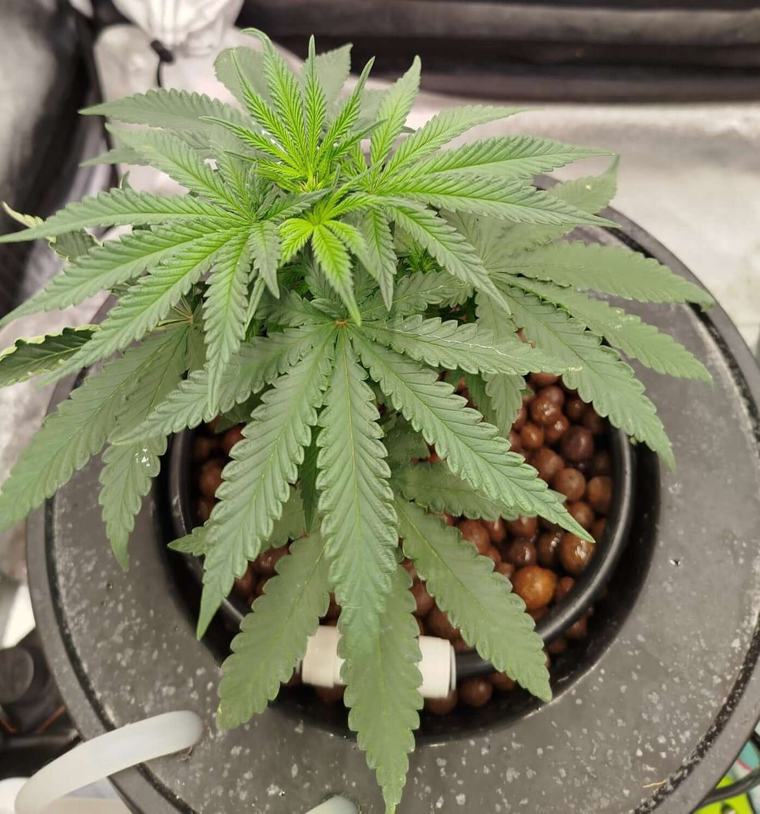 Cannabispflanze im Growzelt vor der Blüte, eigener Grow von Seed Supplier