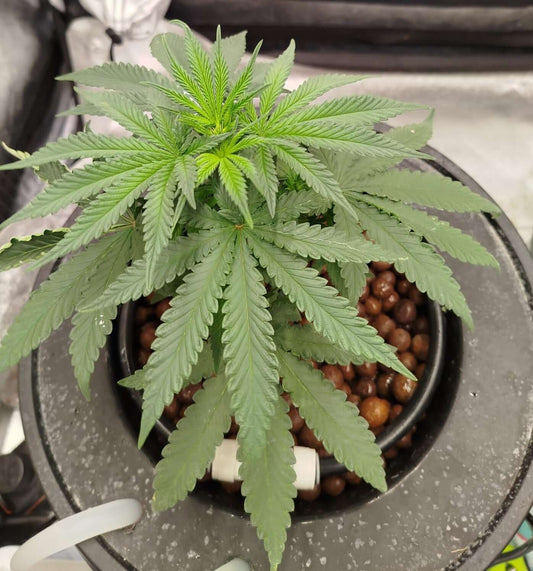 Cannabispflanze im Growzelt vor der Blüte, eigener Grow von Seed Supplier