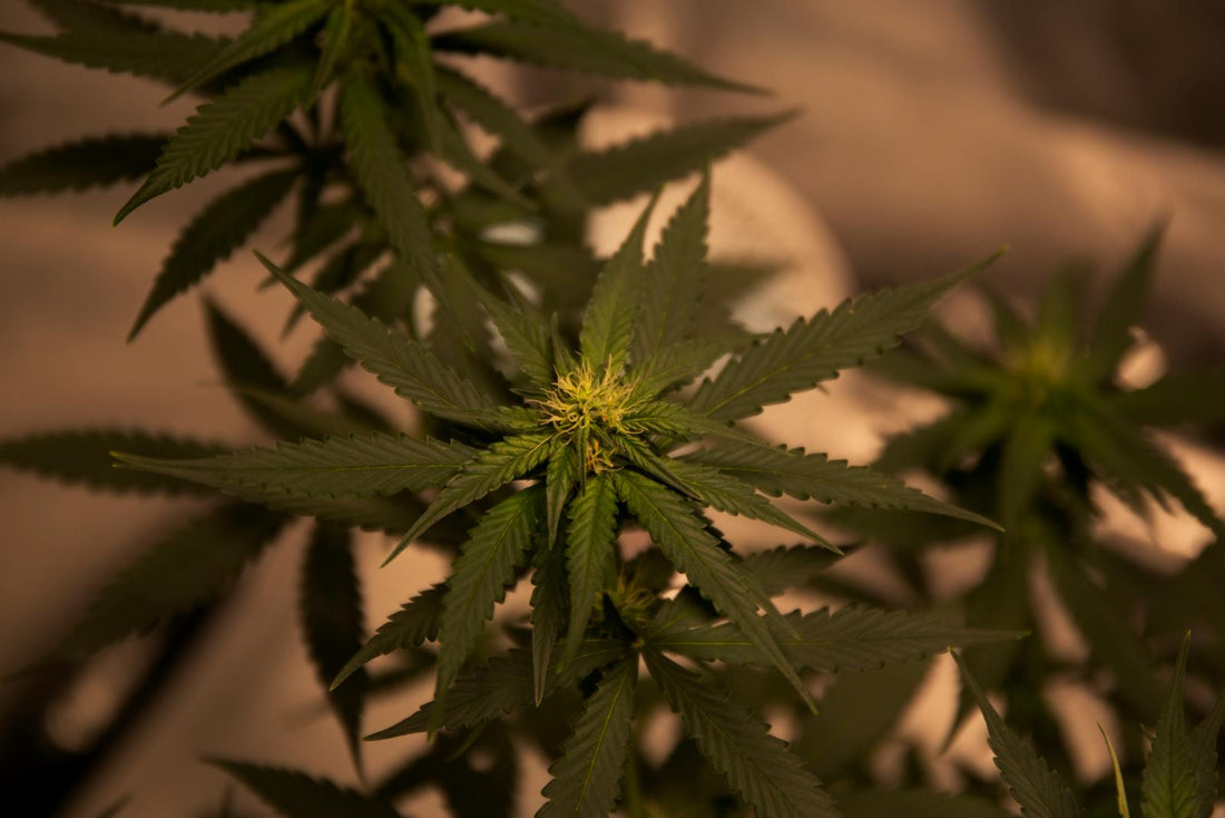 Gesunde Cannabispflanze als Kontrast zu Schimmel Befall