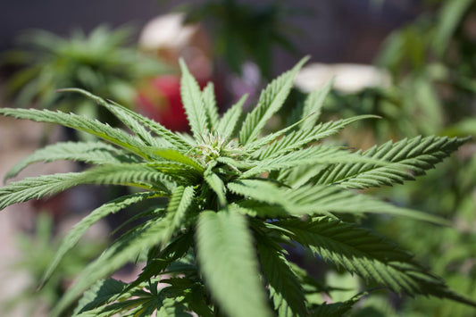 Cannabispflanze im Freien in der Sonne, Outdoor-Anbau in Deutschland