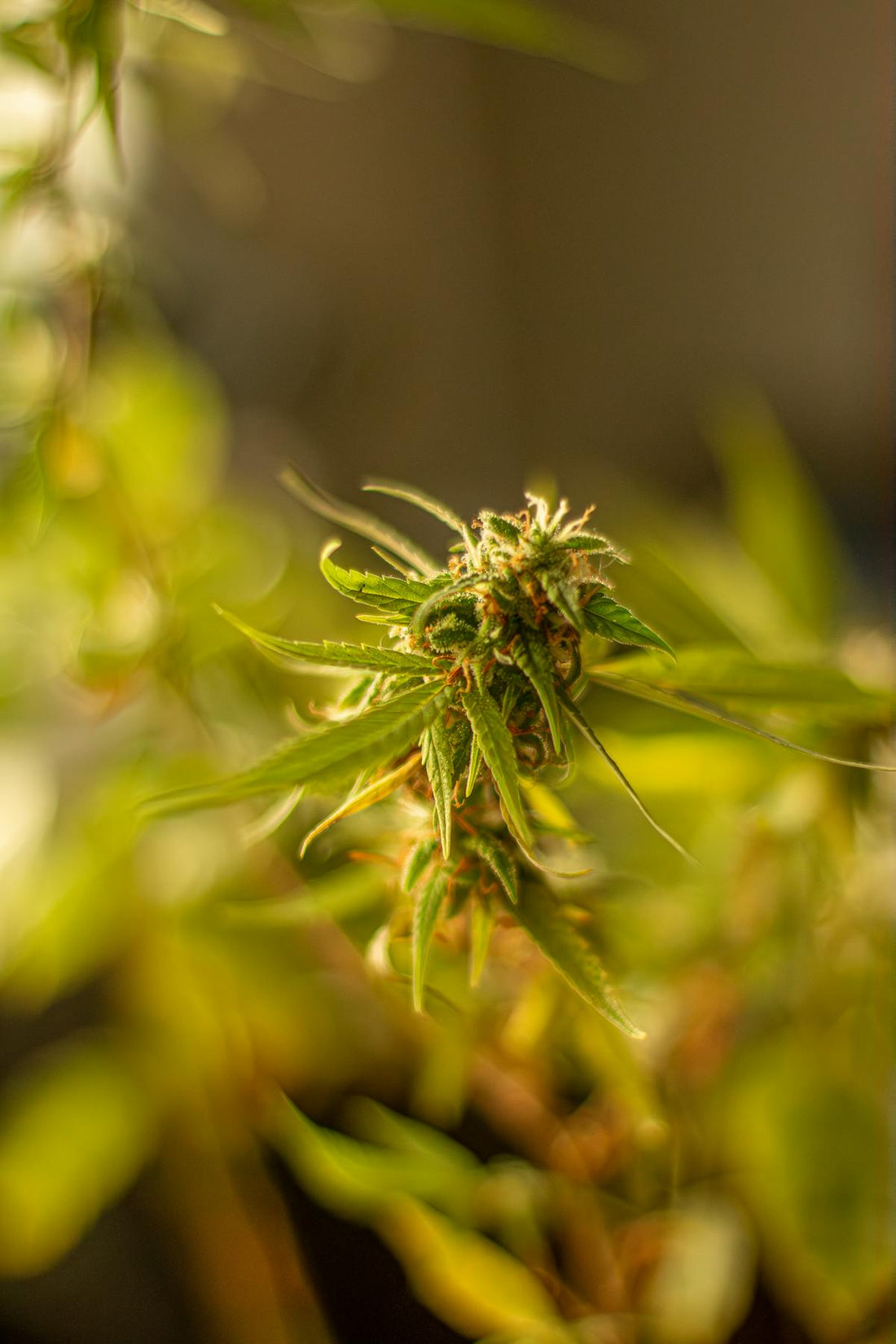 Cannabis-Pflanze mit ausgebildeten aromatischen Harz-Druesen und Trichomen