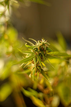 Cannabis-Pflanze mit ausgebildeten aromatischen Harz-Druesen und Trichomen