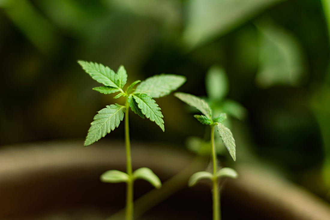 Junge Cannabis Sämlinge mit Keimblättern und erstem Laubblatt in Anzuchttöpfen