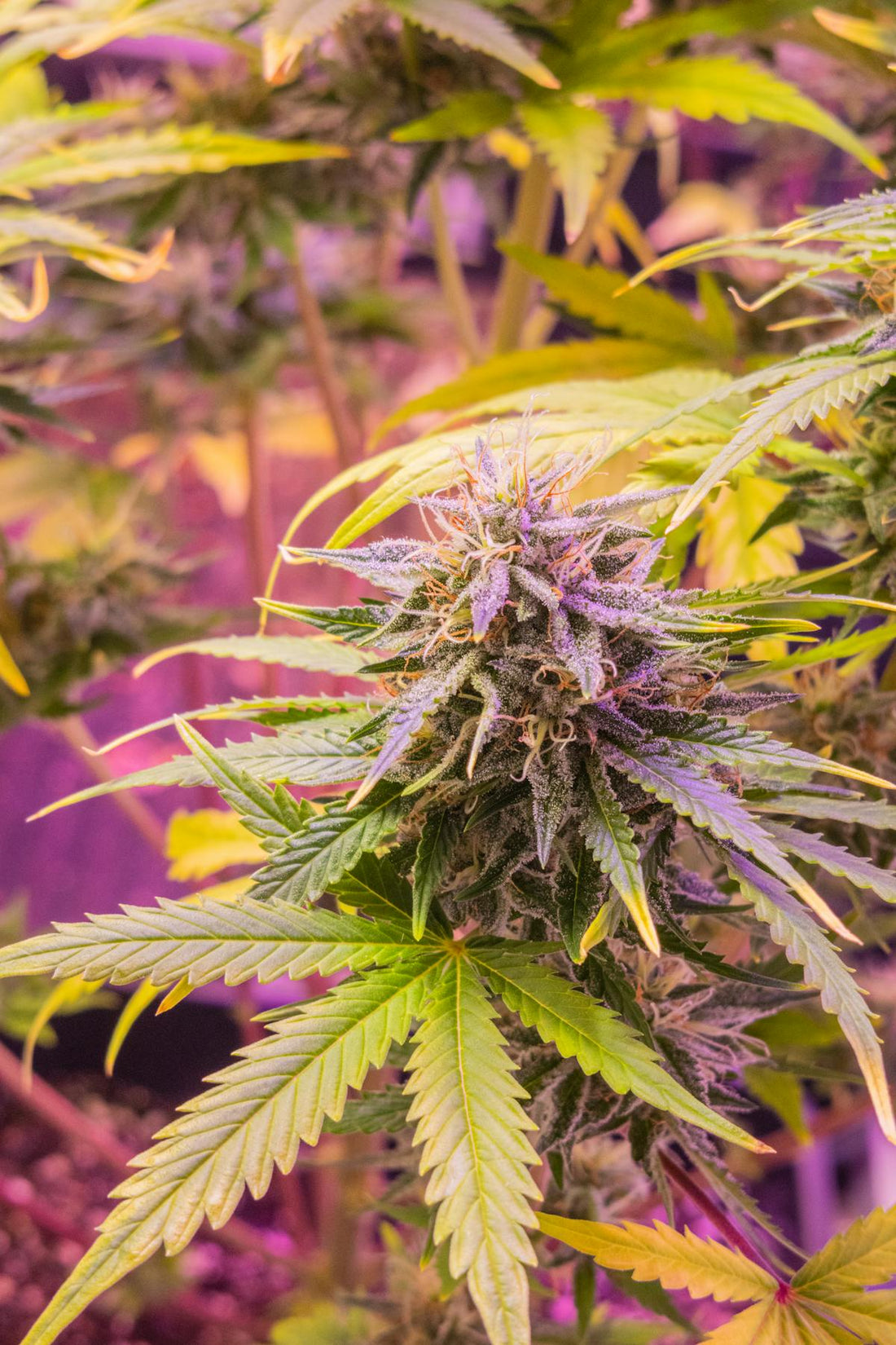 Cannabispflanze mit reifen Bluetenstaenden und sichtbaren Trichomen als THC-Produzenten