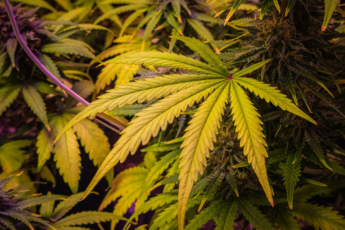 Nahaufnahme dunkelgrüner Cannabisblätter im Indoor-Grow, Blattbild bei Überdüngung prüfen
