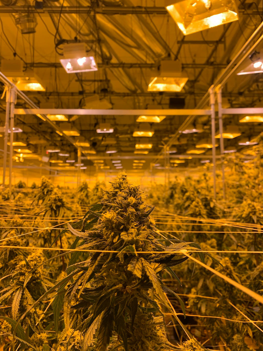 Indoor Cannabis Grow Setup mit LED Beleuchtung zur Diagnose von Krankheiten und Maengeln