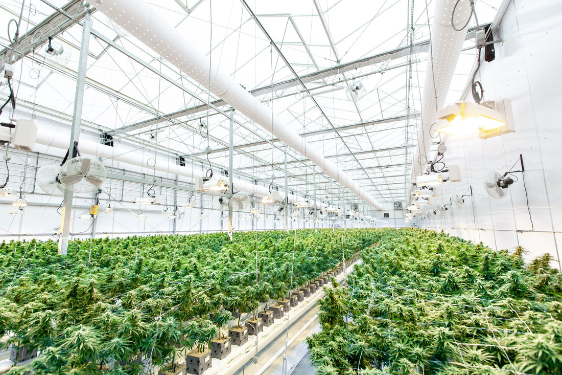 Reihen von Cannabispflanzen in einem hellen Gewächshaus, Symbolbild für den gemeinschaftlichen Anbau in einer Anbauvereinigung