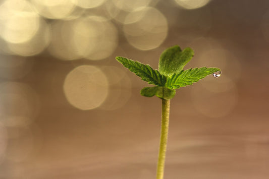 Junge Cannabispflanze mit Wassertropfen auf dem Blatt, Gießwasser und CalMag