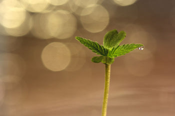 Junge Cannabispflanze mit Wassertropfen auf dem Blatt, Gießwasser und CalMag