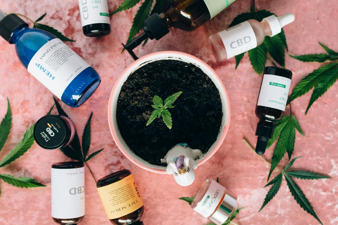Nahaufnahme sauberer Cannabisbluete mit sichtbaren Trichomen als Qualitaetsmerkmal gegen gestrecktes Gras