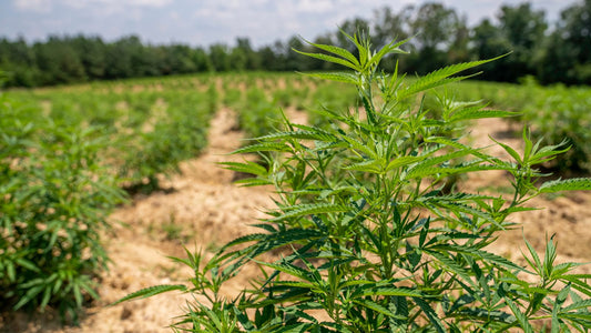 Schmalblättrige Cannabispflanzen auf einem Feld unter freiem Himmel, Sinnbild für Landrassen