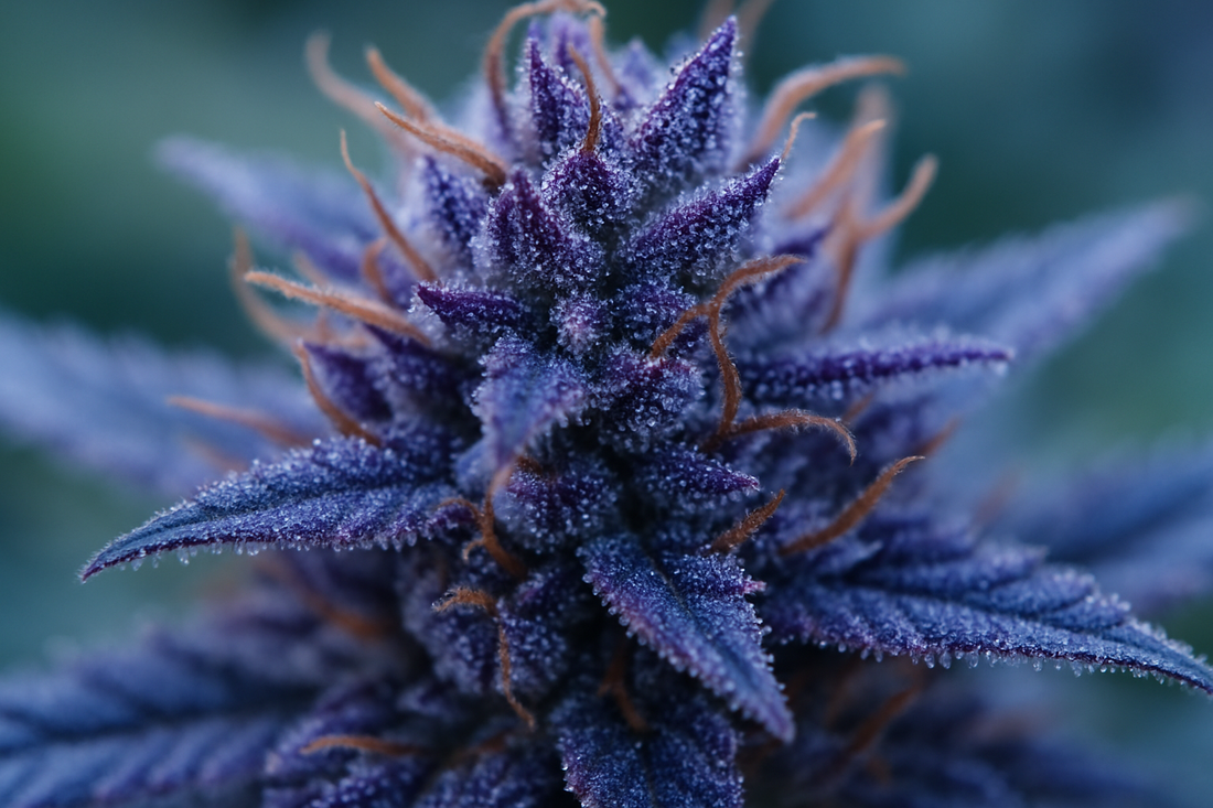 Makroaufnahme einer violetten Cannabisblüte mit Trichomen, Fokus auf purple strains
