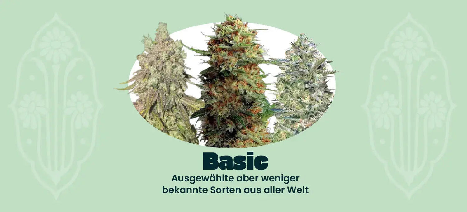 Basic Cannabis Samen Banner Seed Supplier